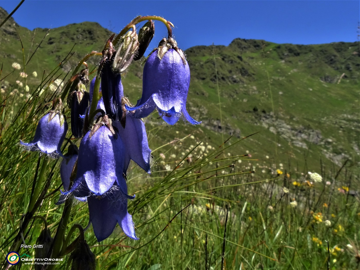 31 Campanula barbata .JPG